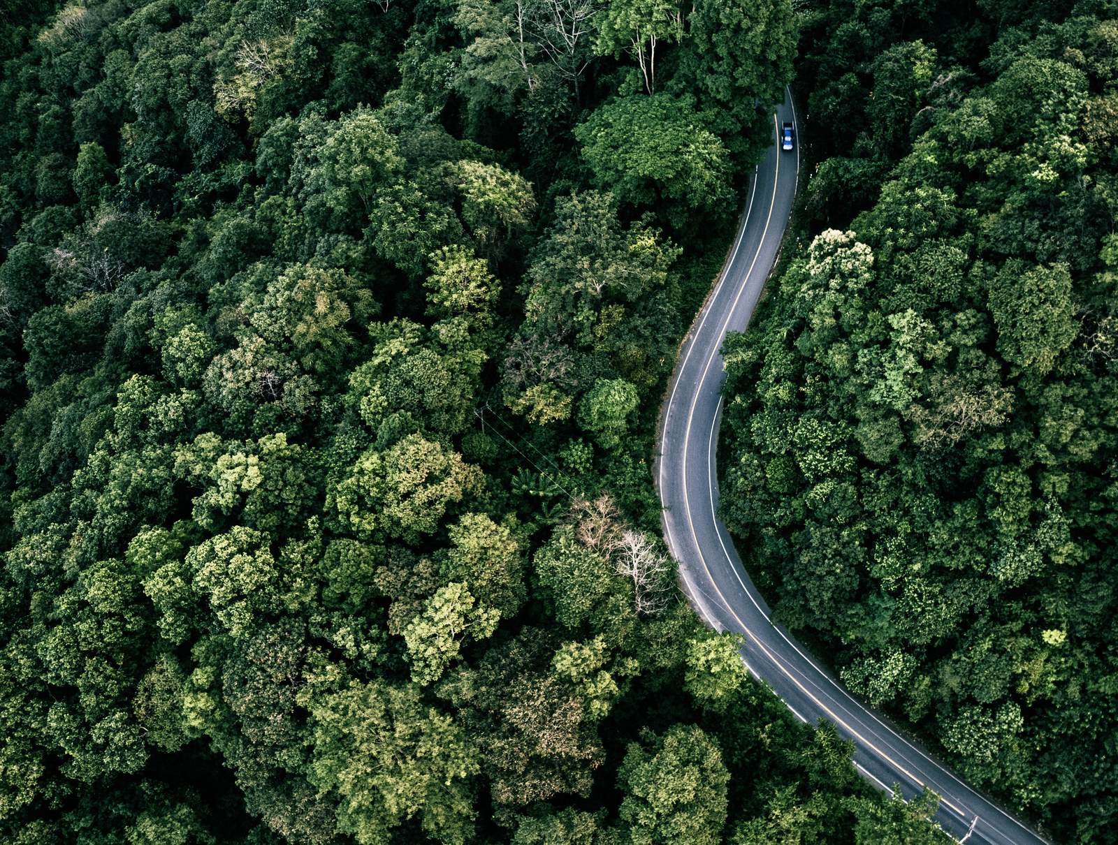 Vista aérea de una carretera entre árboles