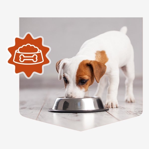Cachorro comiendo de su plato con el ícono de alimentación