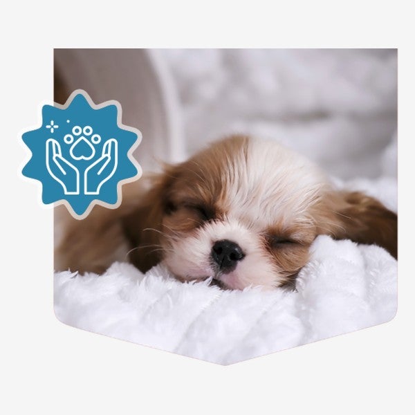 Cachorro durmiendo sobre una manta con el ícono de cuidado