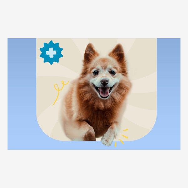 Perro senior sonriente con el ícono de salud