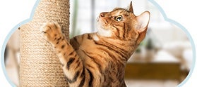 Gatito rascando, lo que indica que está liberando tensión.