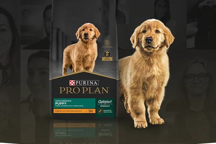 Cachorros golden junto a un empaque de Purina Pro Plan Puppy