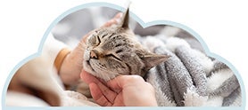 Gatito acariciado como refuerzo positivo para premiar conductas adecuadas.
