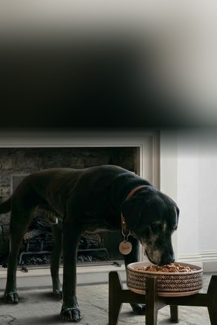 Perro senior negro comiendo de un plato elevado