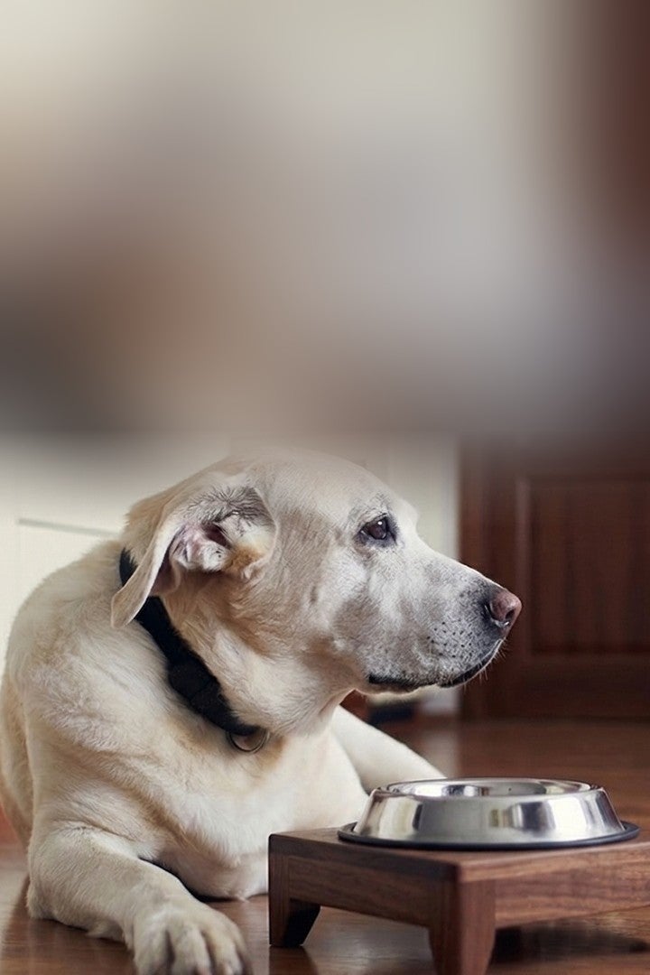 Perro senior de pelo blanco acostado junto a su plato de comida