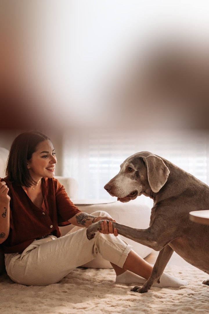 Mujer jugando con su perro senior en la sala