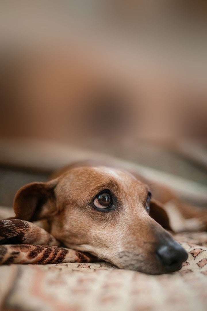 Perro senior acostado sobre una cobija con la mirada atenta