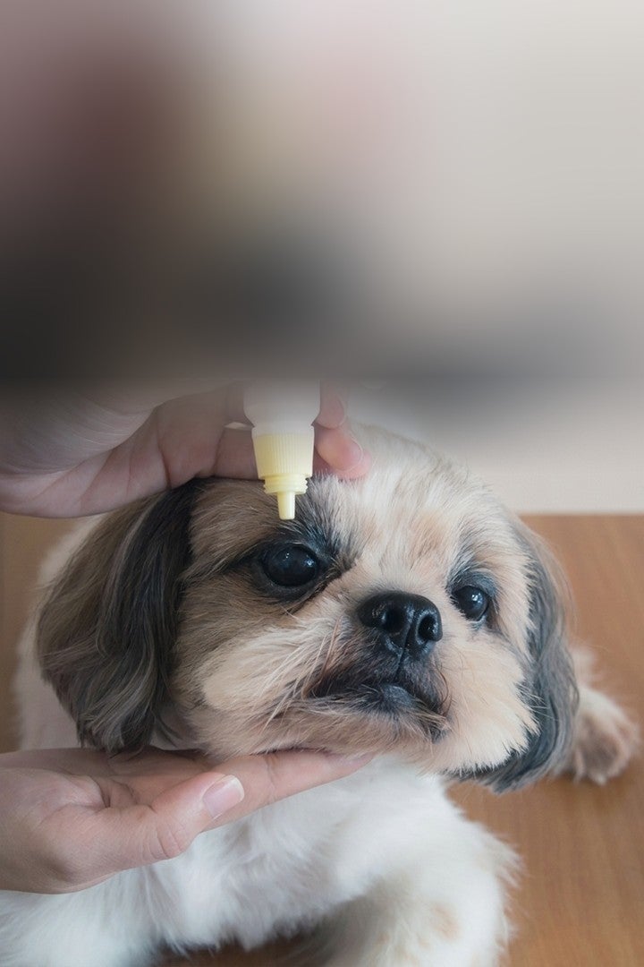 Persona poniendo gotas en los ojos de un perro shih tzu senior
