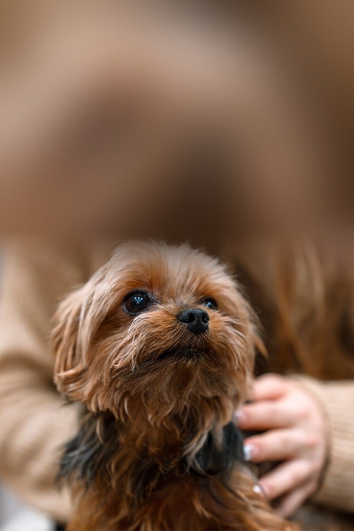Persona cargando a un perro yorkshire senior
