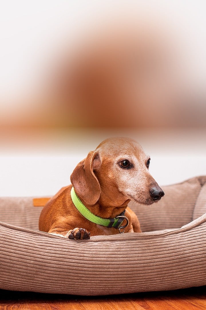 Perro salchicha senior acostado en su cama