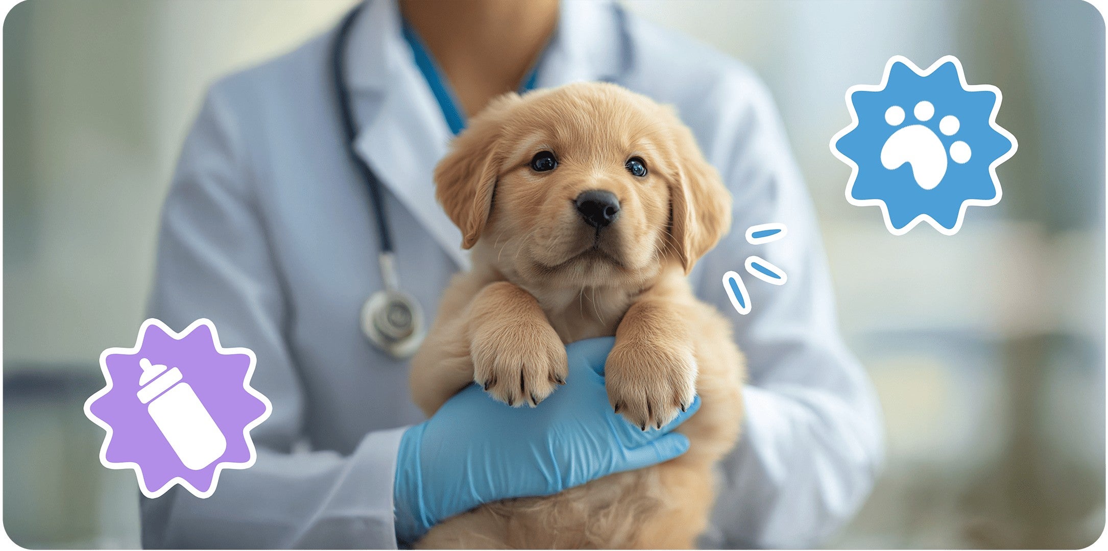 Veterinaria con guantes cargando a un cachorro golden retriever en el consultorio
