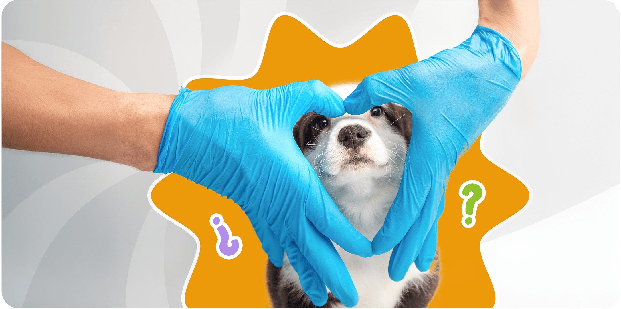 Manos con guantes de veterinario formando un corazón alrededor de la cara de un cachorro
