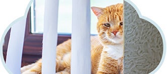 Gatito con señales de aburrimiento, aislamiento y otros síntomas de estrés, salud emocional.