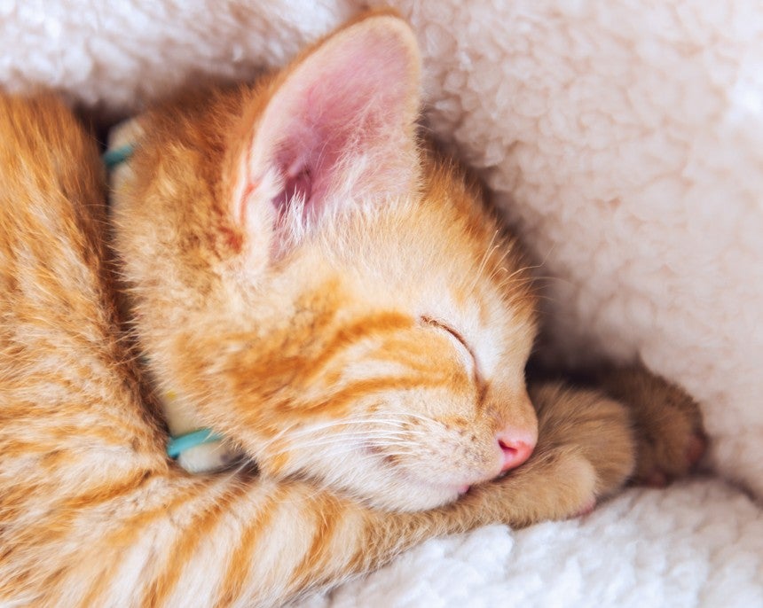Gatito naranja dormido sobre una manta suave