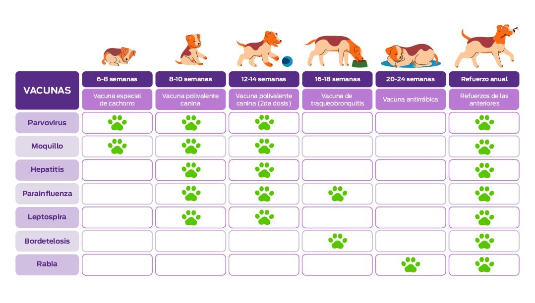 Tabla del calendario de vacunación del cachorro, de las 6 semanas al refuerzo anual, con las enfermedades que cubre cada vacuna