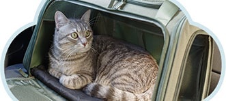 Gato dentro de una transportadora, ejemplo de cuidado y seguridad para gatos de 6 meses o más.