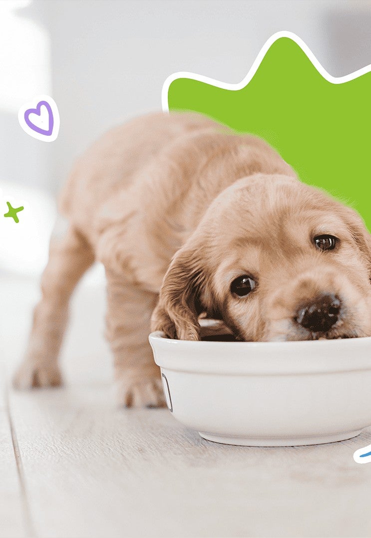 Cachorro comiendo croquetas de un plato blanco