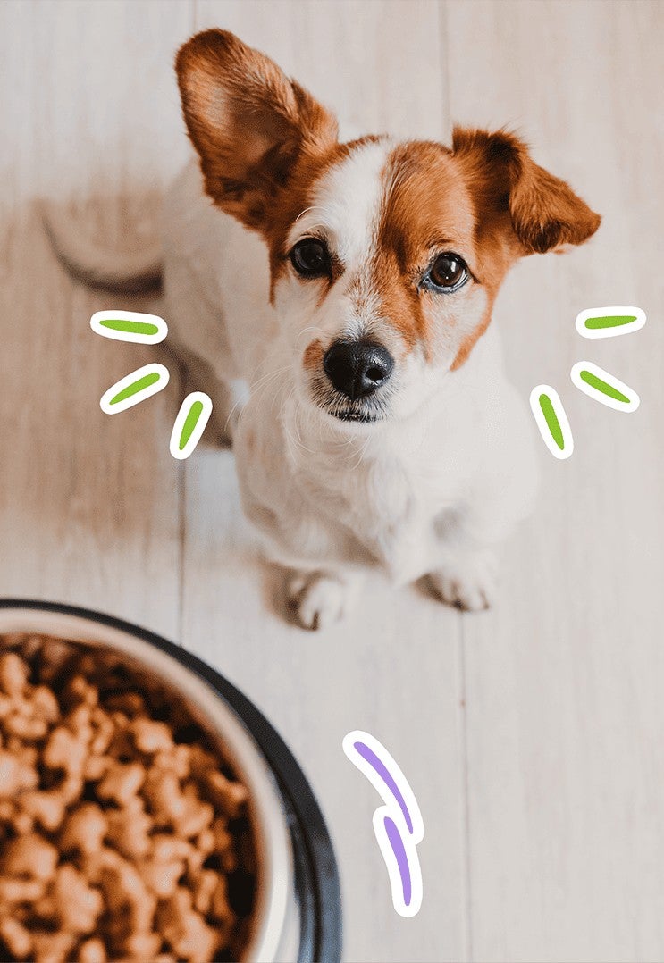 Cachorro sentado en el piso de madera frente a su plato de alimento