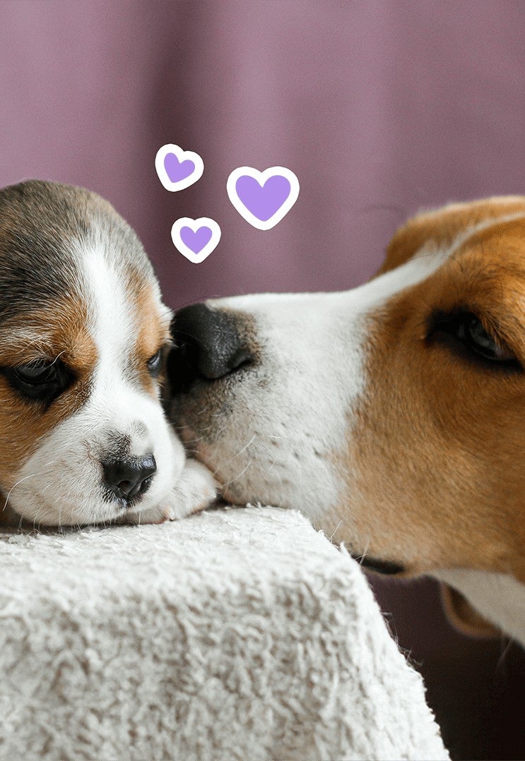 Cachorro beagle recostado sobre una manta mientras un beagle adulto lo olfatea
