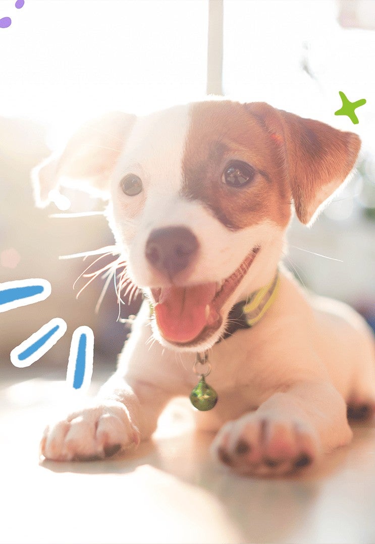 Cachorro feliz recostado al sol con la lengua de fuera