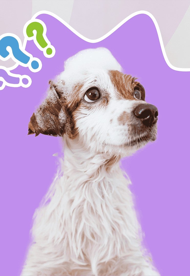 Cachorro blanco con café sentado sobre un fondo morado con signos de interrogación