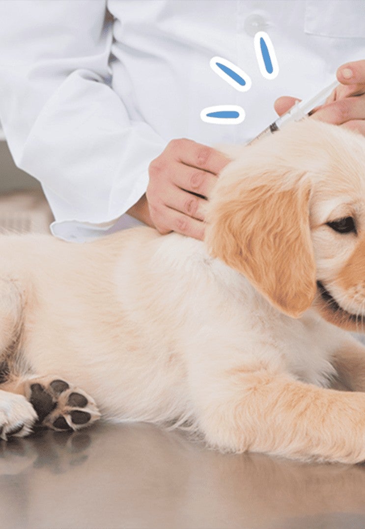 Cachorro golden retriever recostado en la mesa del consultorio mientras el veterinario lo revisa