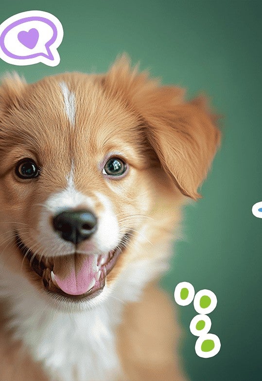 Cachorro café con blanco sonriendo sobre un fondo verde