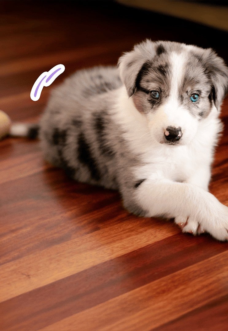 Cachorro tricolor recostado en el piso de madera junto a un juguete de cuerda