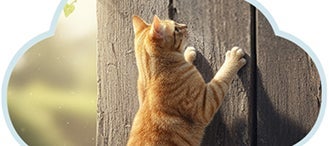Gatito amarillo en sus recorridos verticales como método de recreación.
