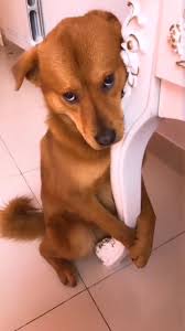 ¿Por qué algunos perros montan tu pierna? Razones y soluciones