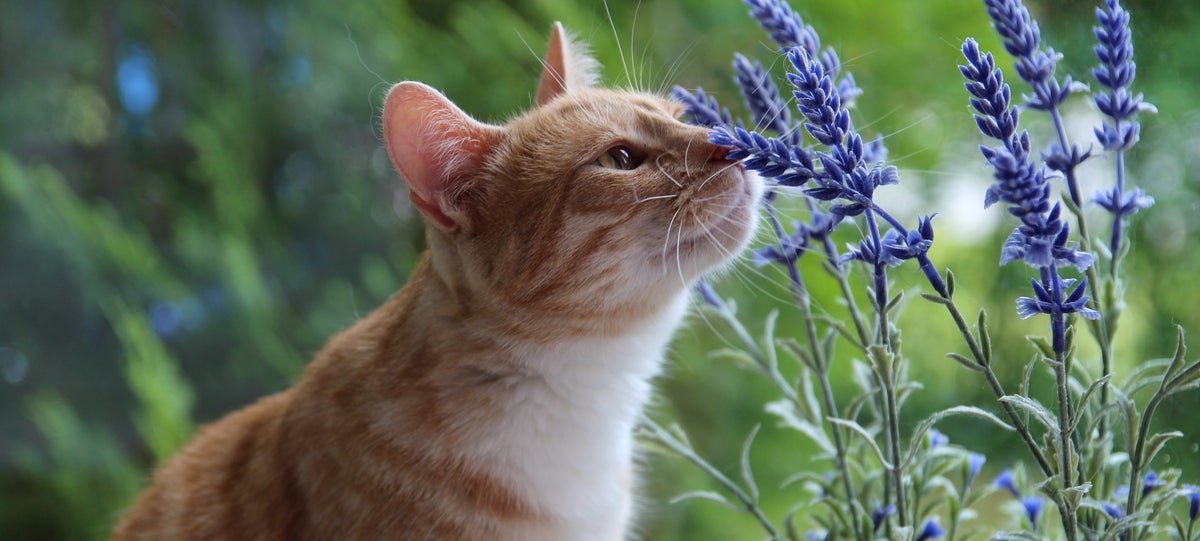 Aprende a fumigar tu casa de forma segura para tu mascota.