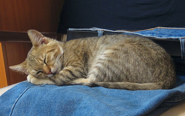 ¿Es malo dormir con mi gato? Consejos para tomar una decisión