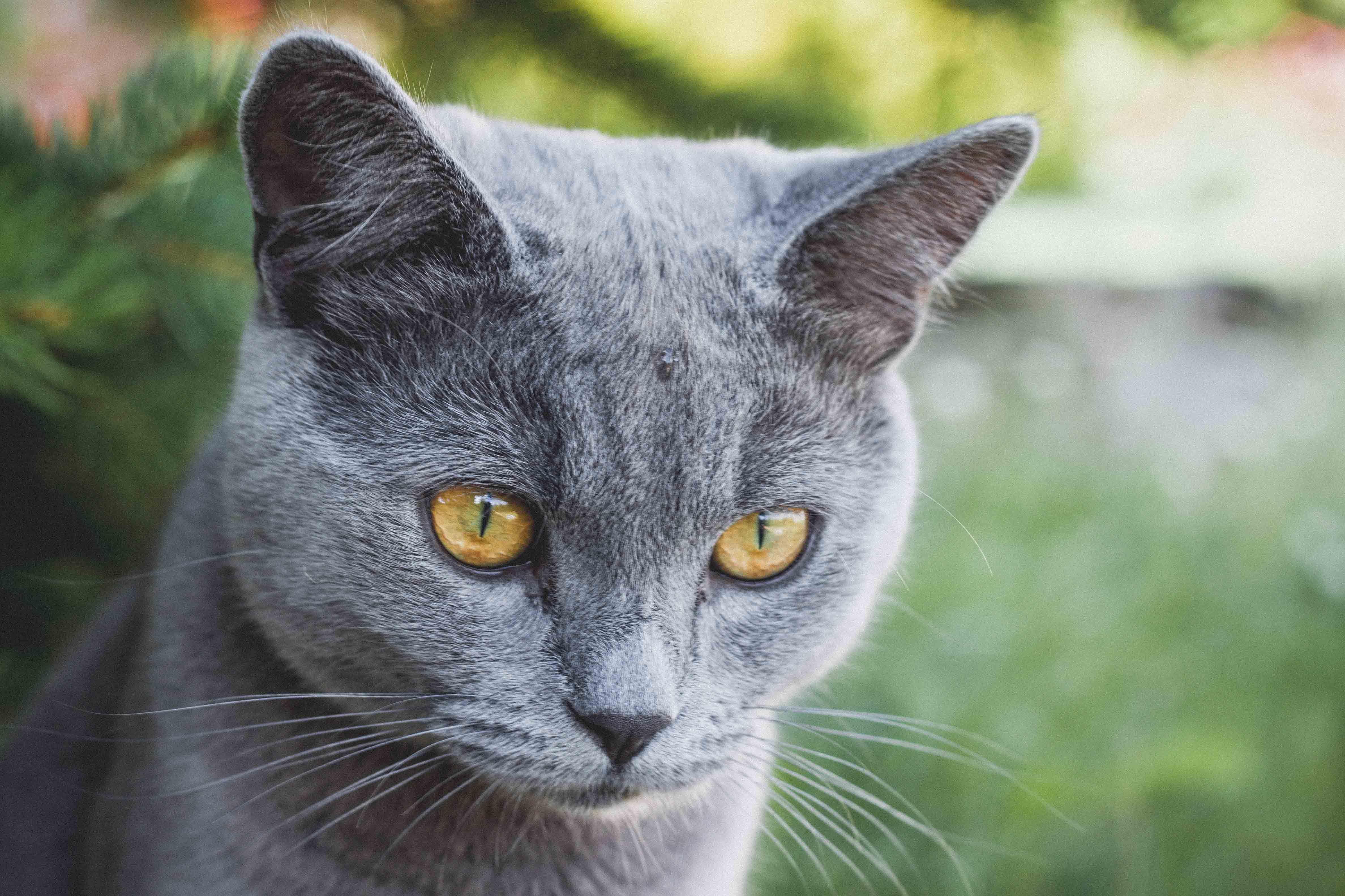 El encantador gato azul: personalidad y belleza.