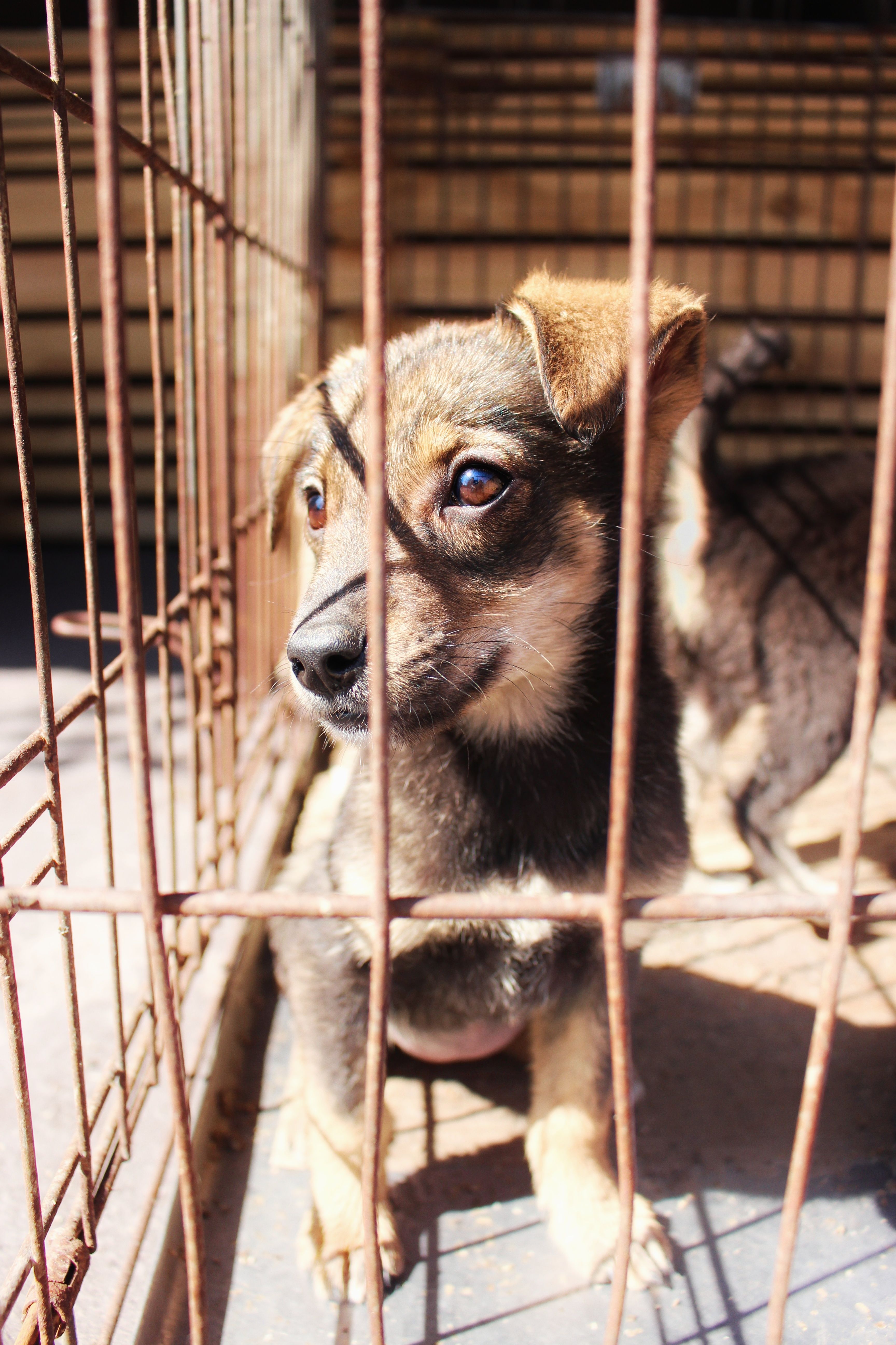 ¿Perros con cicatrices? Descubre si fue maltratado.