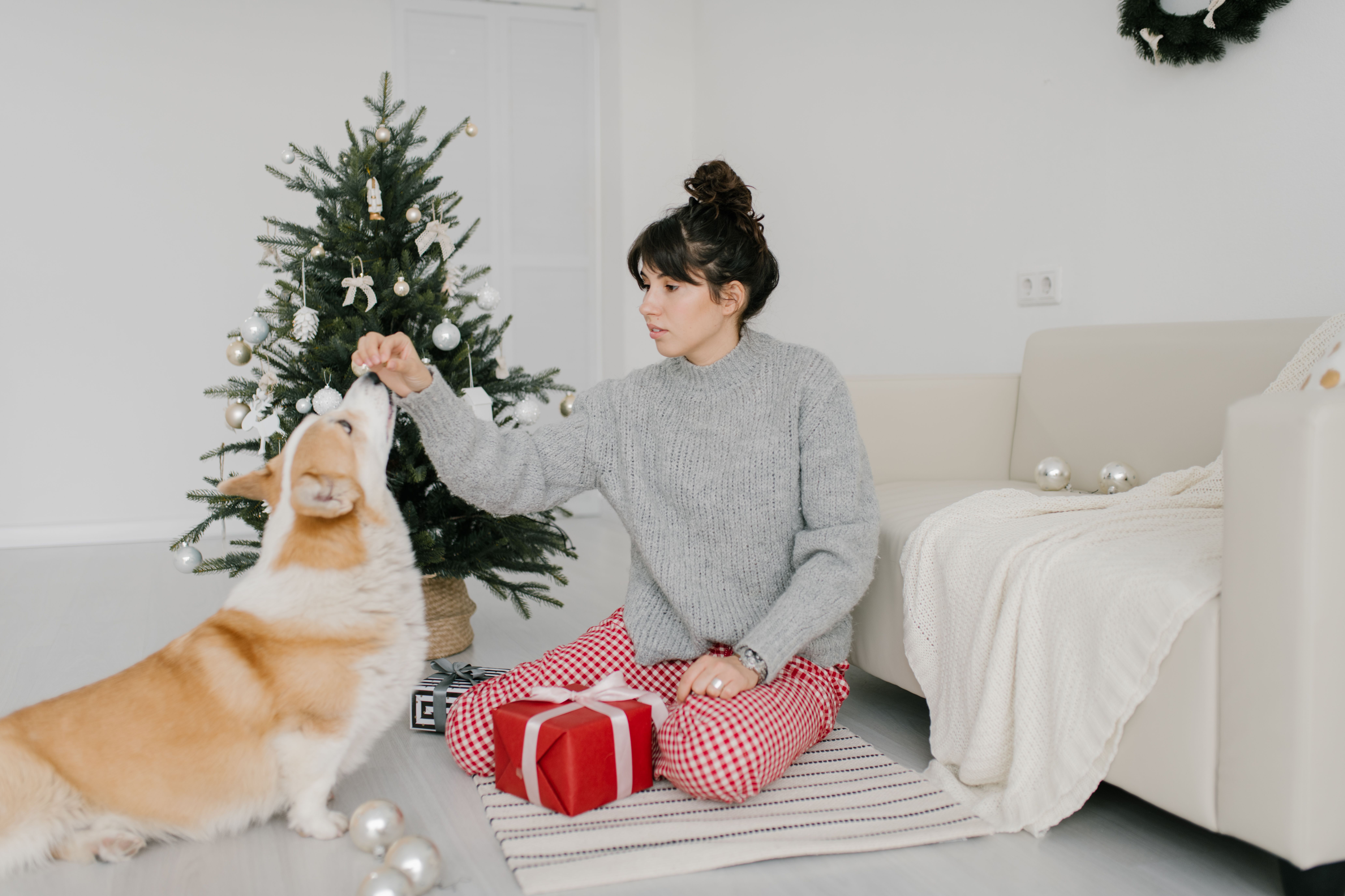 Regalos para tu perro que cuidan su mente y cuerpo.