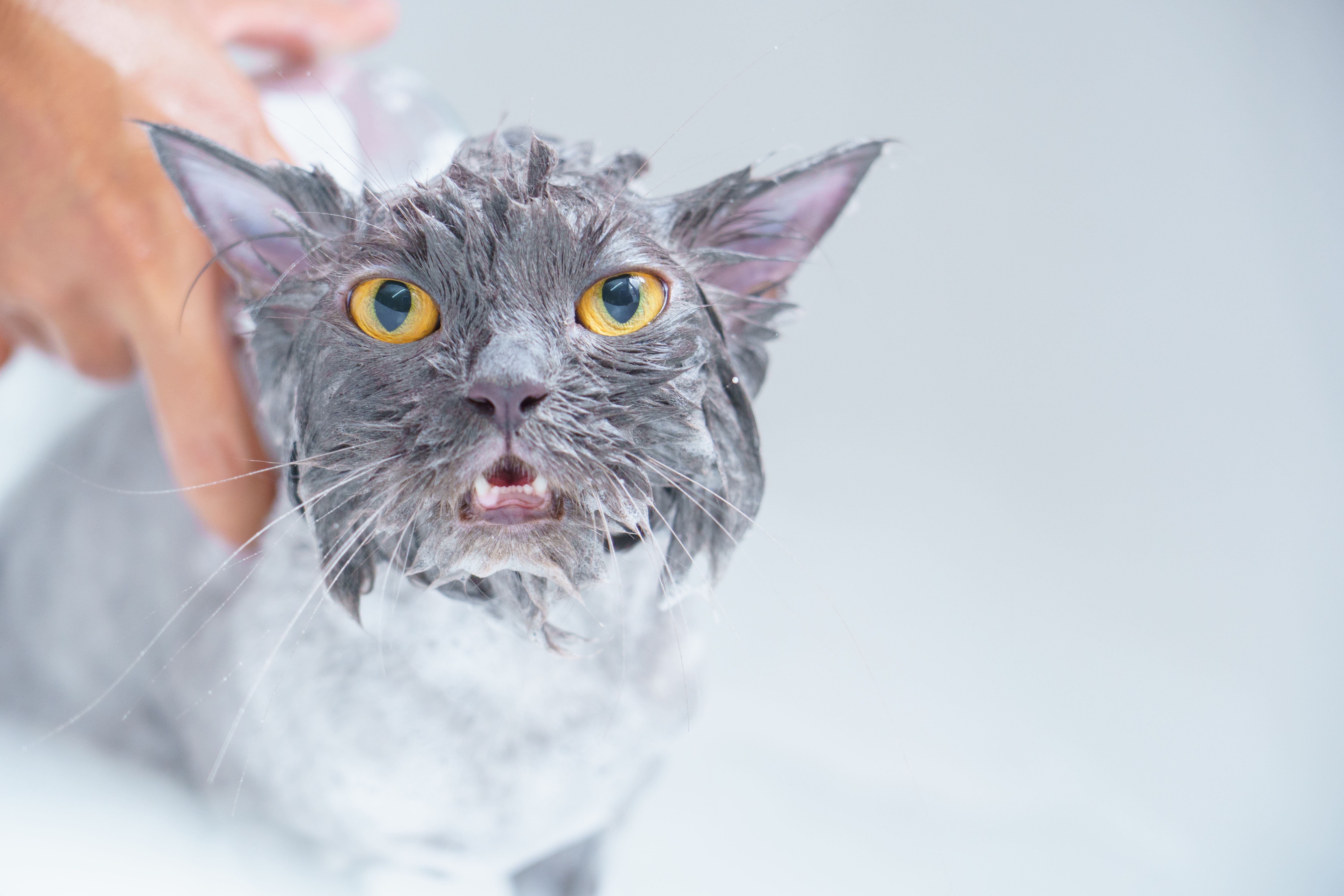 Razones por las que los gatos odian el agua. 