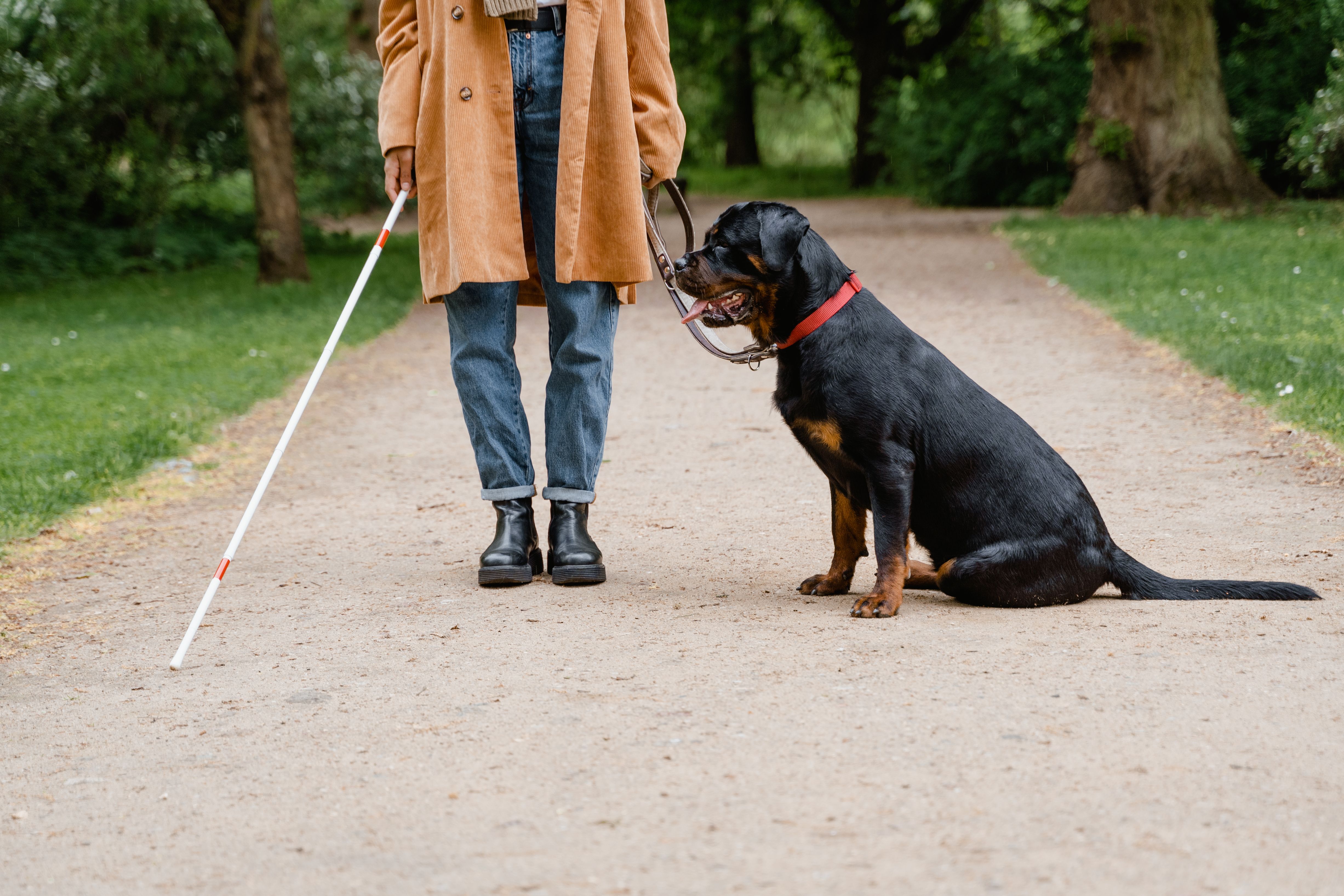 Los perros guía y sus humanos se vuelven un equipo para poder andar con seguridad en la calle.  