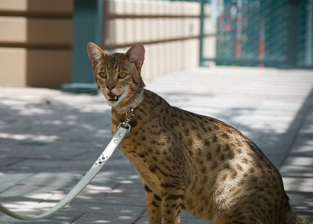 Descubre al gato Ashera, el felino imposible de reproducir