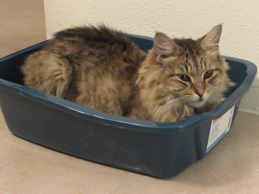 Soluciones prácticas para gatos que duermen en el arenero