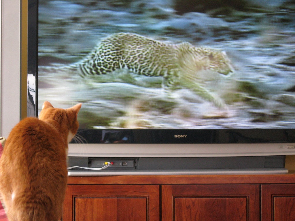 Gatos y su fascinación por la TV