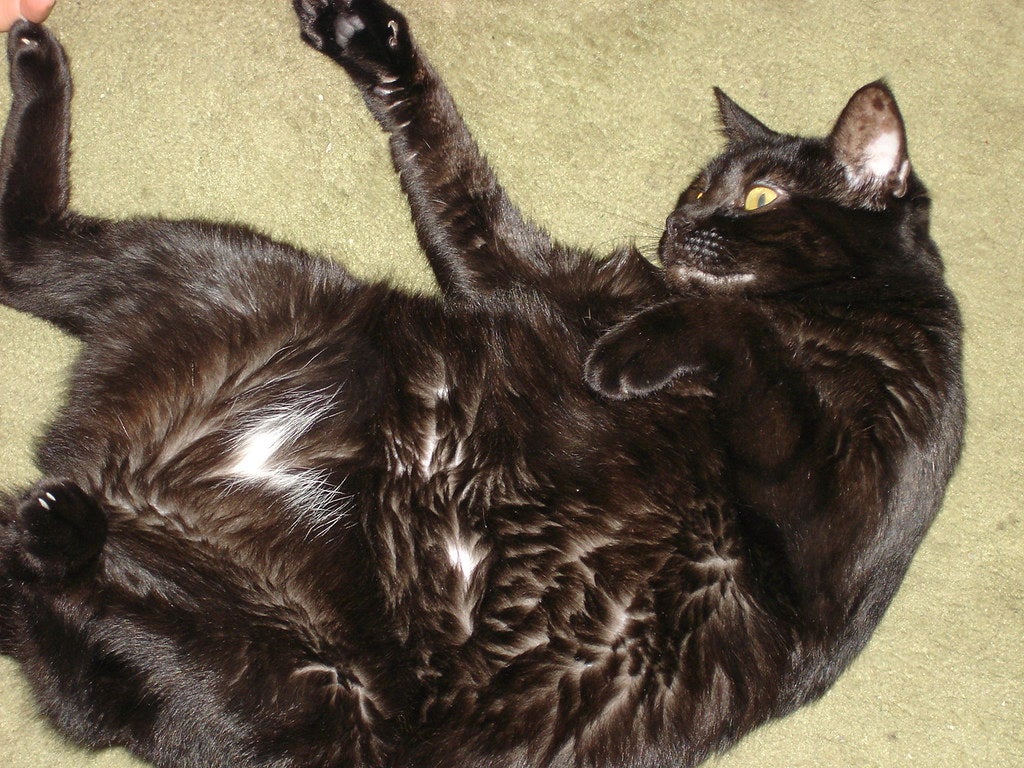 Bulto en el estómago de gato: La importancia de una revisión.