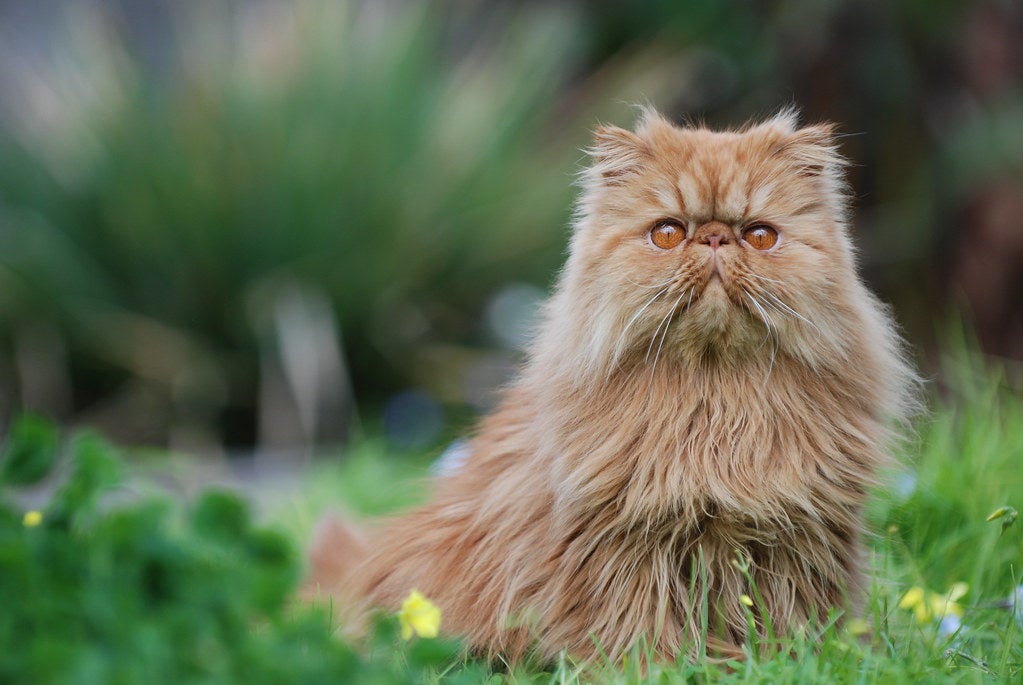 Los gatos persas tienen el mismo síndrome braquiocefálico que los perros pugs