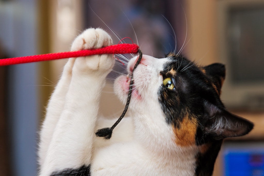 Navidad activa: estimula los instintos de tu gato.