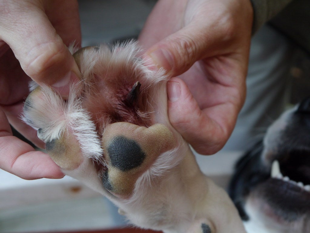 ¿Tu perro lame sus patas? Podría ser una infección por hongos