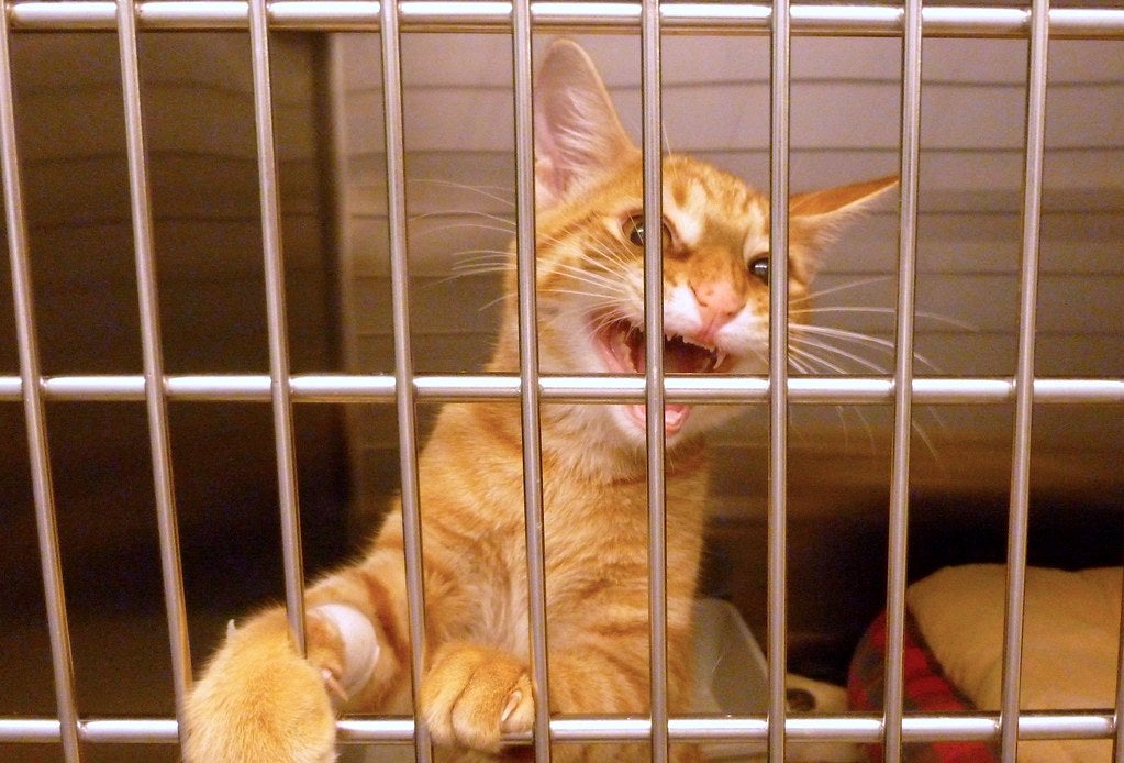 Consejos sobre qué no hacer con un gato enojado