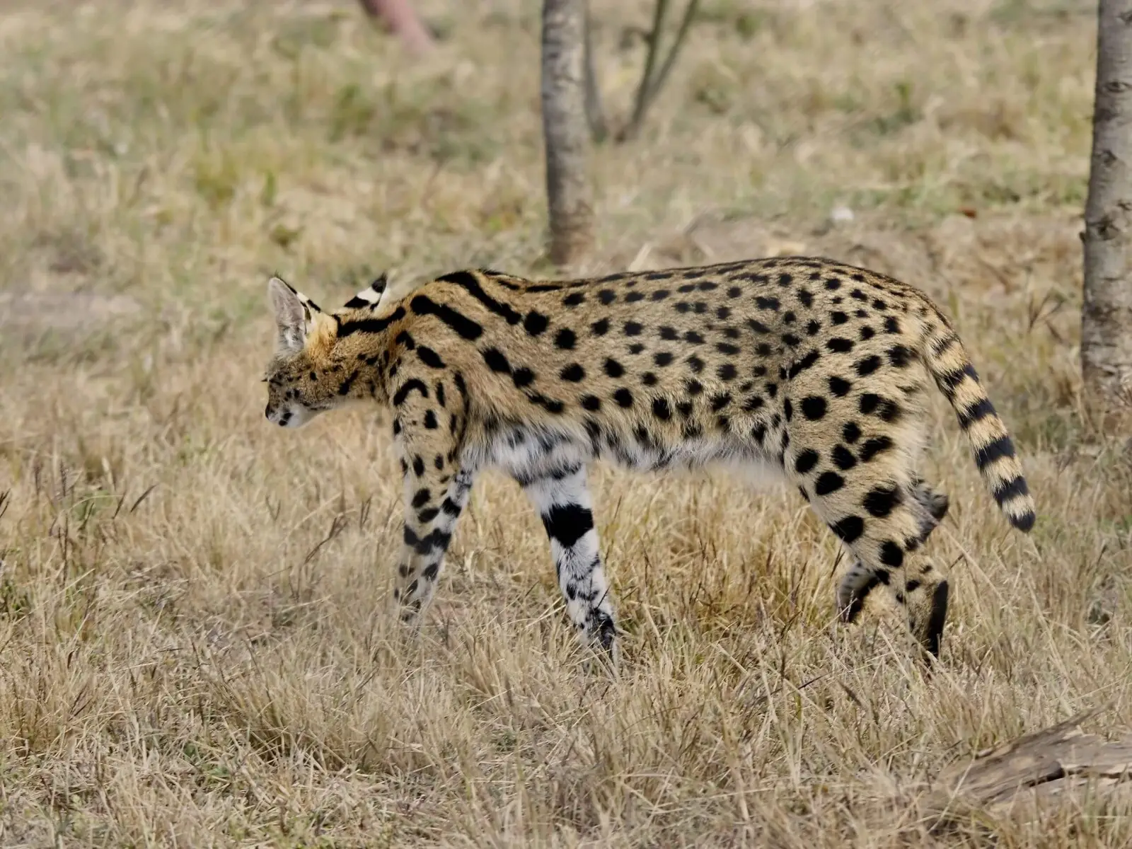 ¿Se puede domesticar un gato serval? Descúbrelo aquí