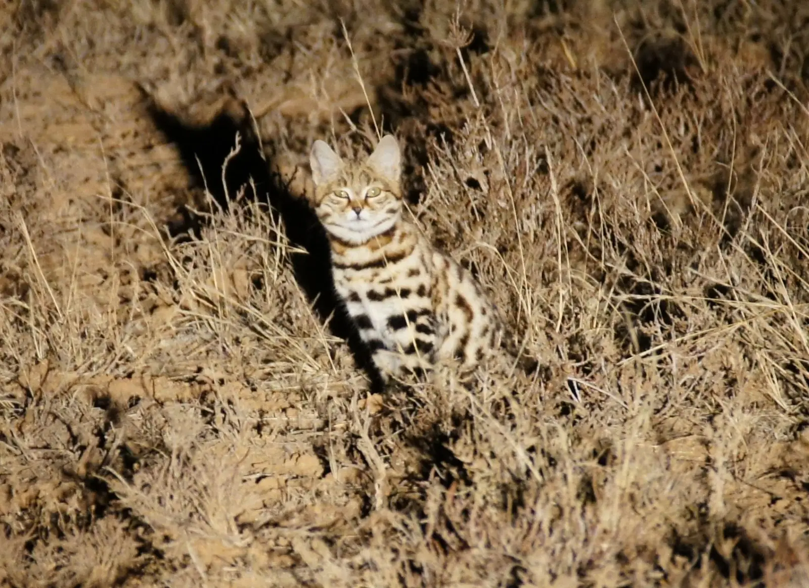 Gato patinegro: más pequeño pero más letal que un león