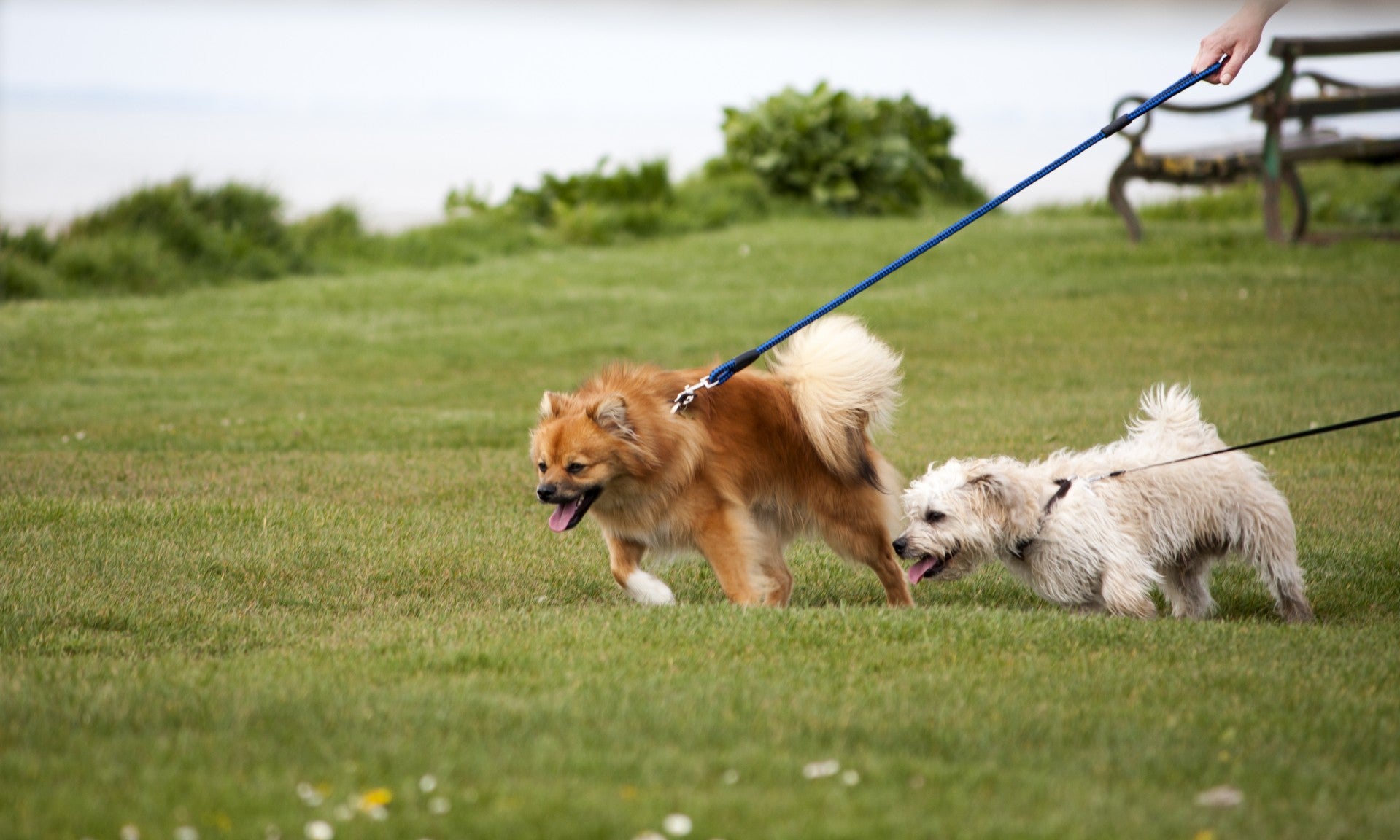 Pasear perro: ¿cuánto ejercicio necesita realmente?