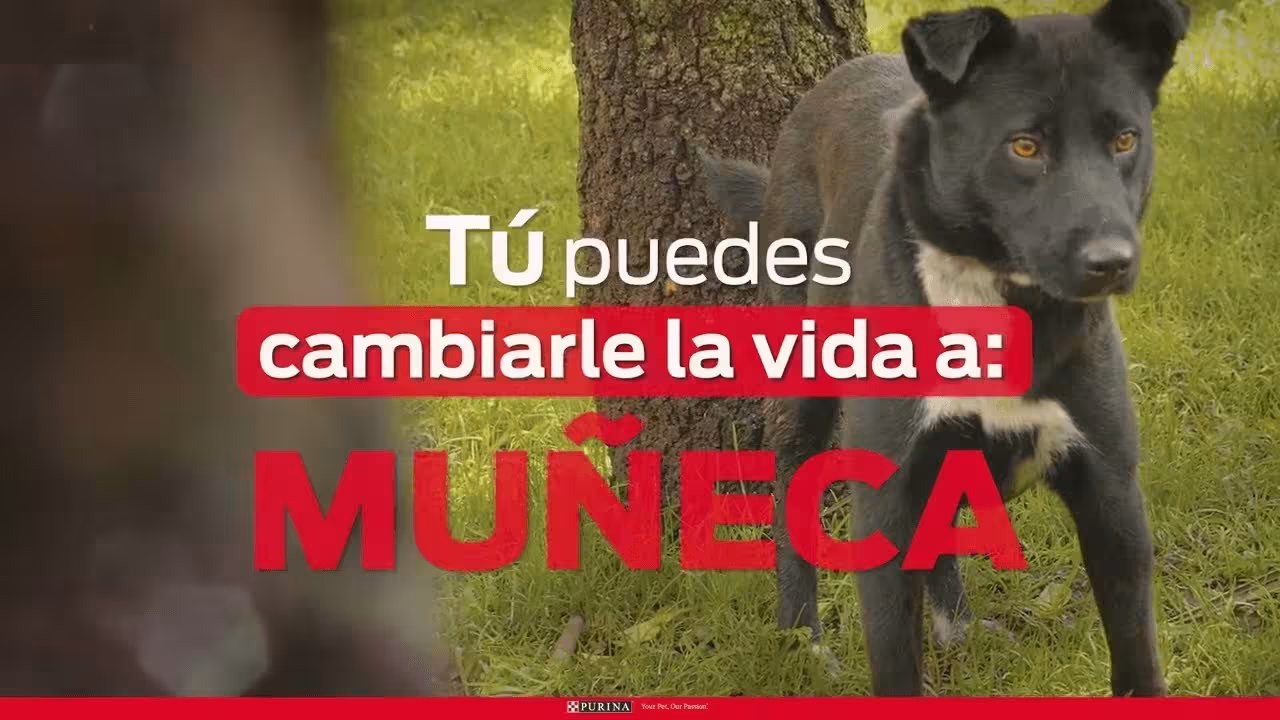 Video ¿Ya conoces Purina® Adopta?