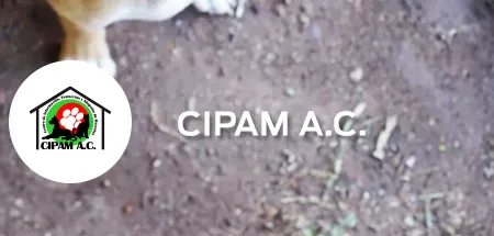 CIPAM A.C